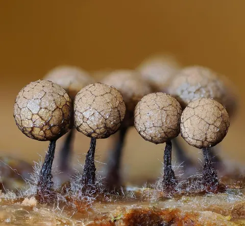 🔥 The infinitesimal, alien world of slime molds 🔥
