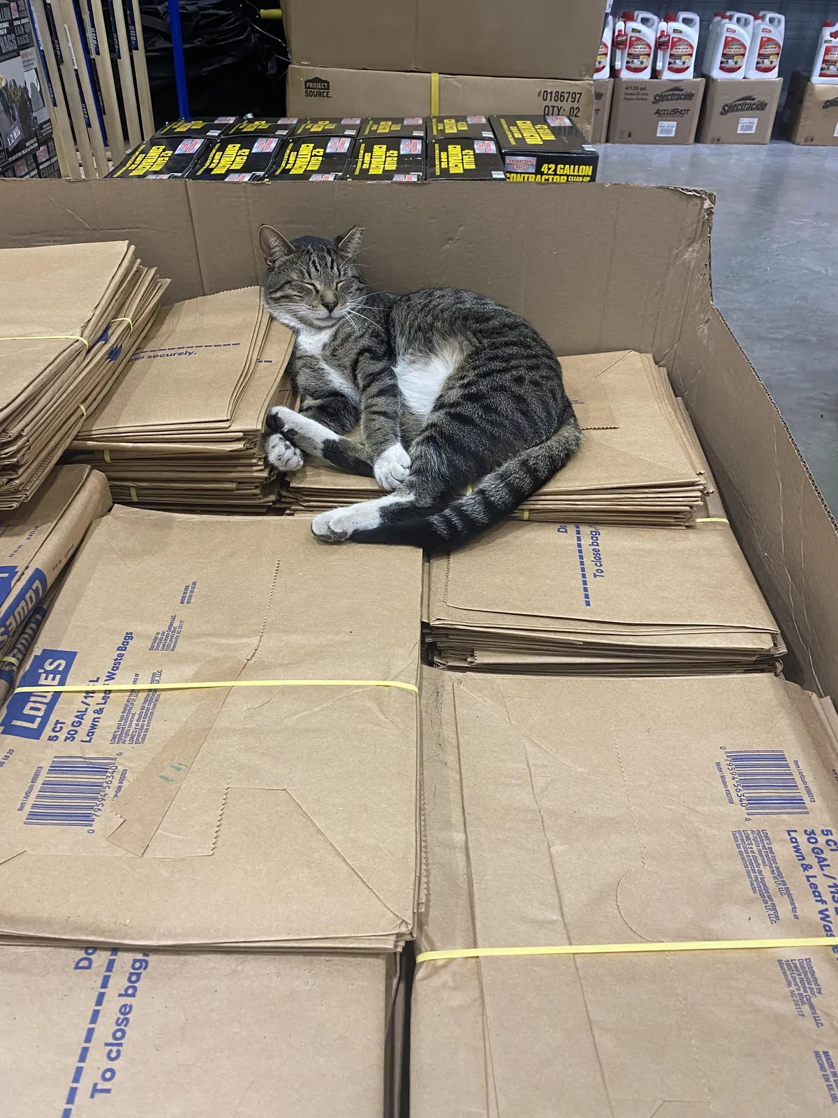 Checking in on my buddy Lumber