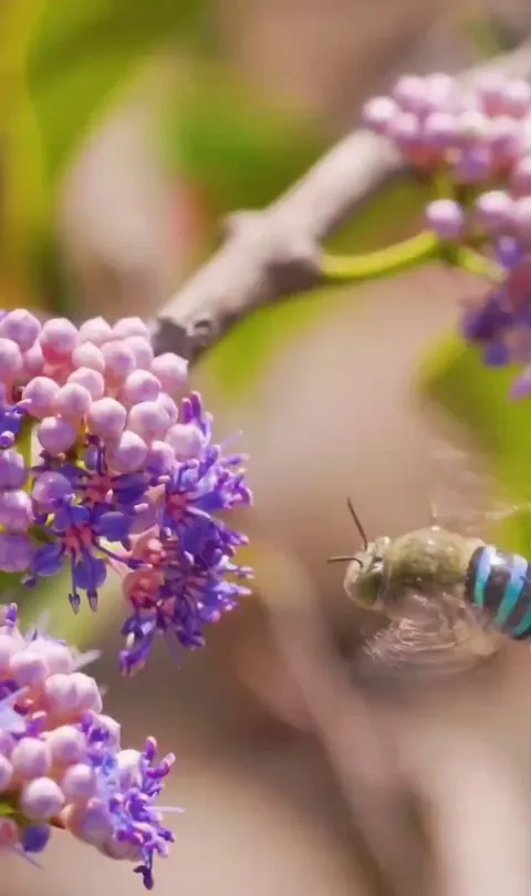 🔥a stunning pair of blue bees.