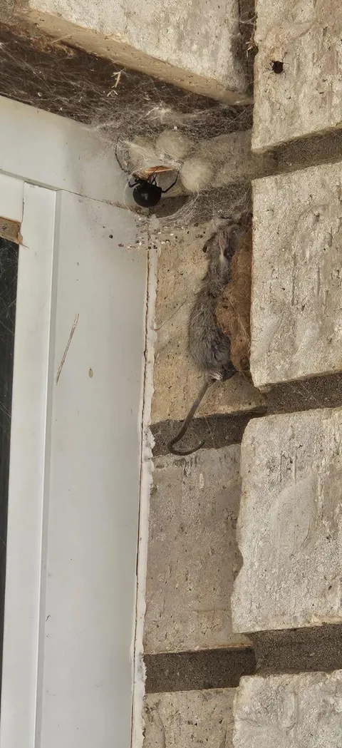 This spider has 3 egg sacks, is gravid with a 4th, and has 2 rodents on display in its web.