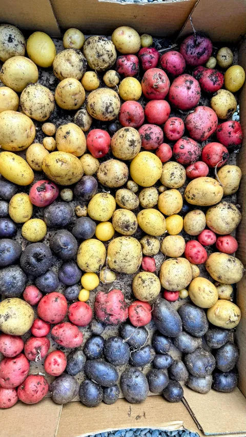 Not bad for my first potato harvest