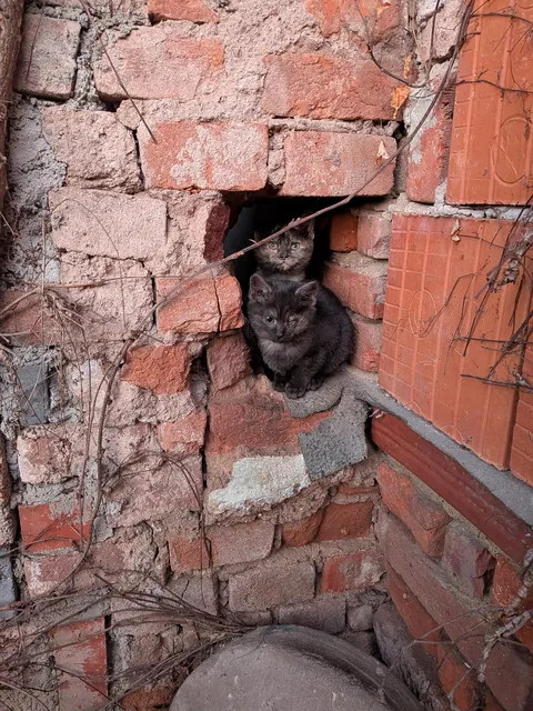 The kitties I saw on a walk.