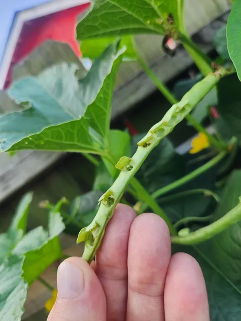 What's eating my black eye peas?