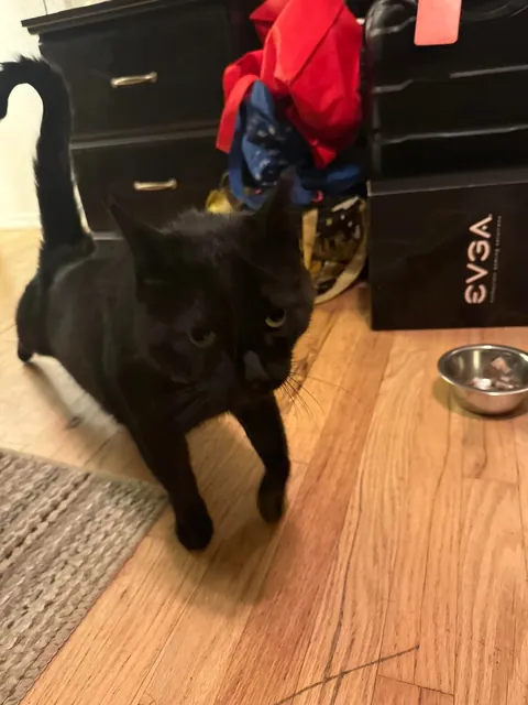 This is Guts. I recently got him from a rescue. He has a wonky eye &amp; a cropped ear.