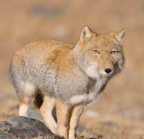 🔥The Tibetan sand fox. Their skull shape and short ears give them a very distinctive appearance.🔥