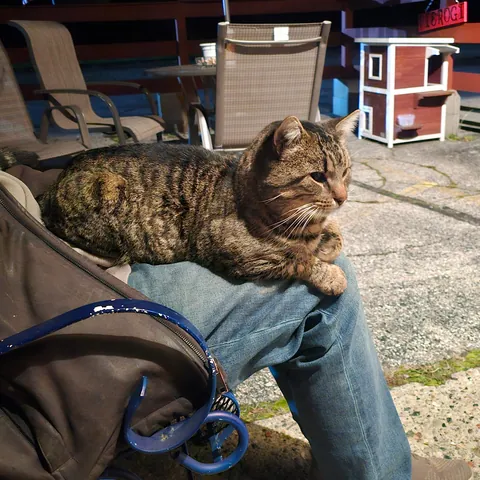 Meet Purrogi, a "feral" cat we've adopted at the Polish club