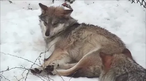 Don’t you wolfin dare sis!!