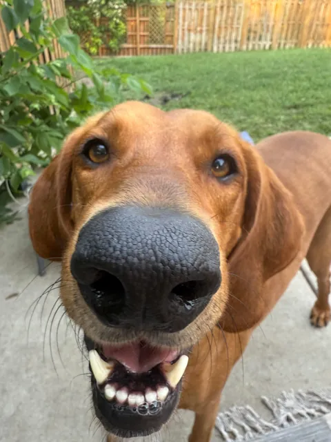 Has anyone else unknowingly adopted a purebred pup from the shelter? Here’s mine! 🧡