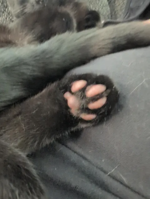 We went to a shelter on Saturday, and there was a little void who just adored my spouse - So we took him home. Meet Ash!