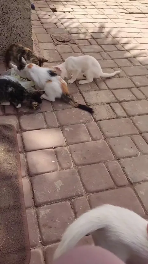 Mother cat waits for kittens to finish eating before she does