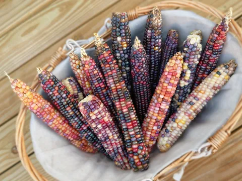 glass gem corn harvest! 🫶🏼