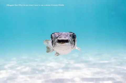 🔥 A collection of images from the Comedy Wildlife Photography Awards (2025)