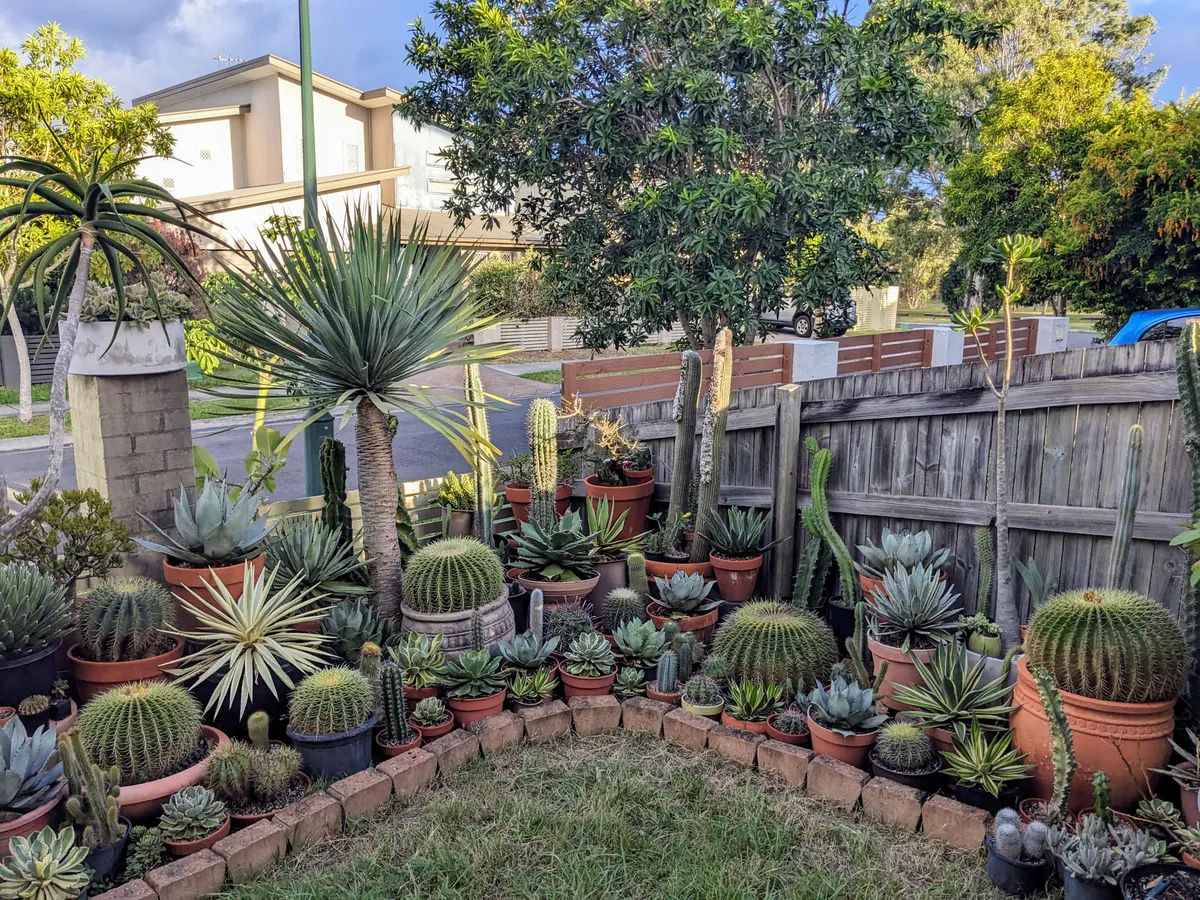 My front garden in Brisbane, Australia
