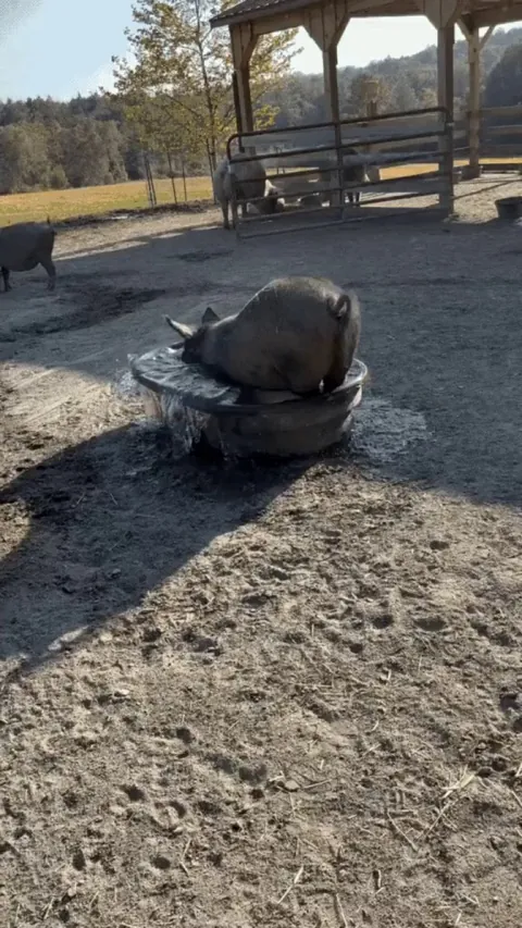 Taking a dip in the "pool"