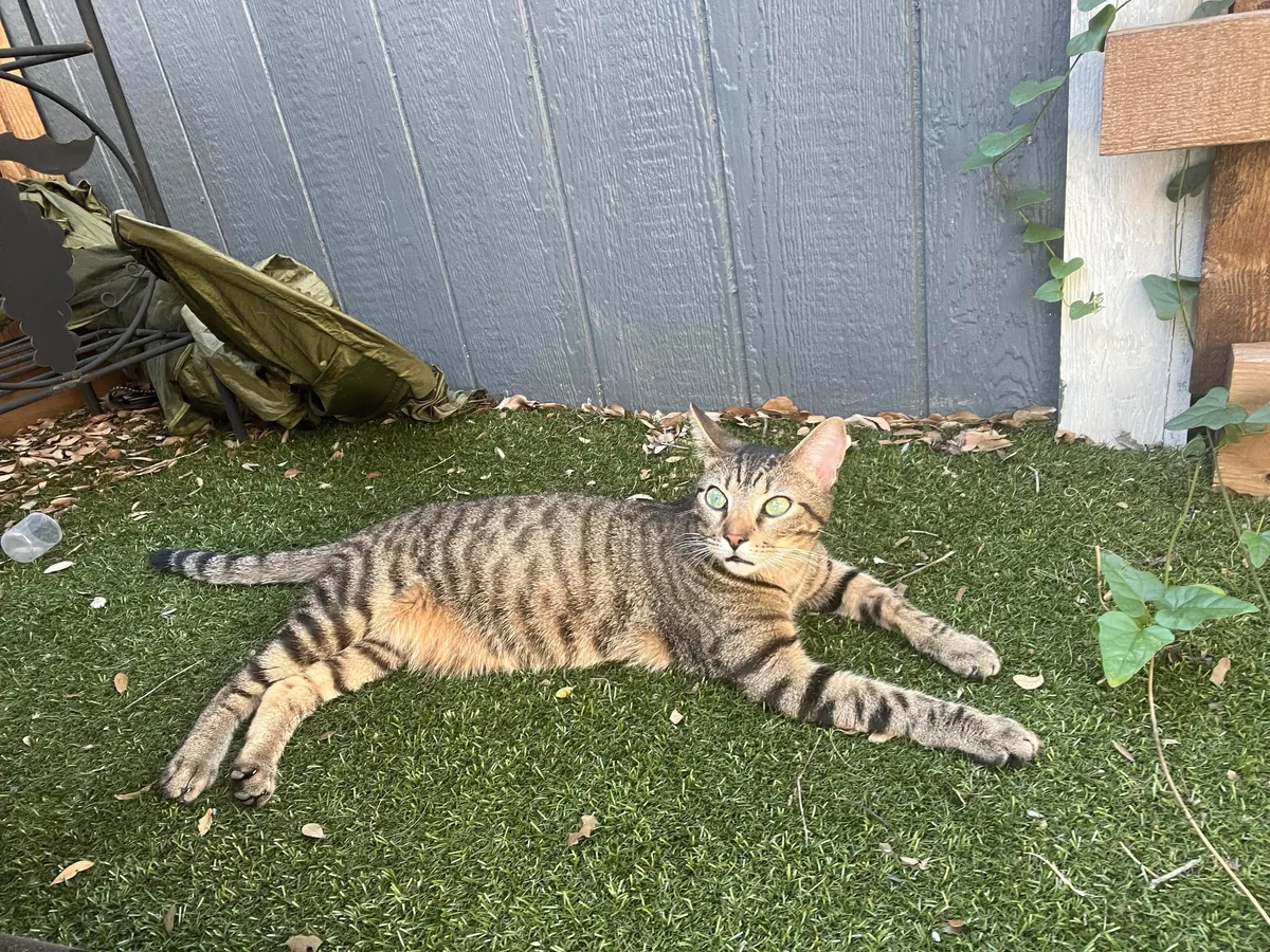 I was so wrong, cats are cool