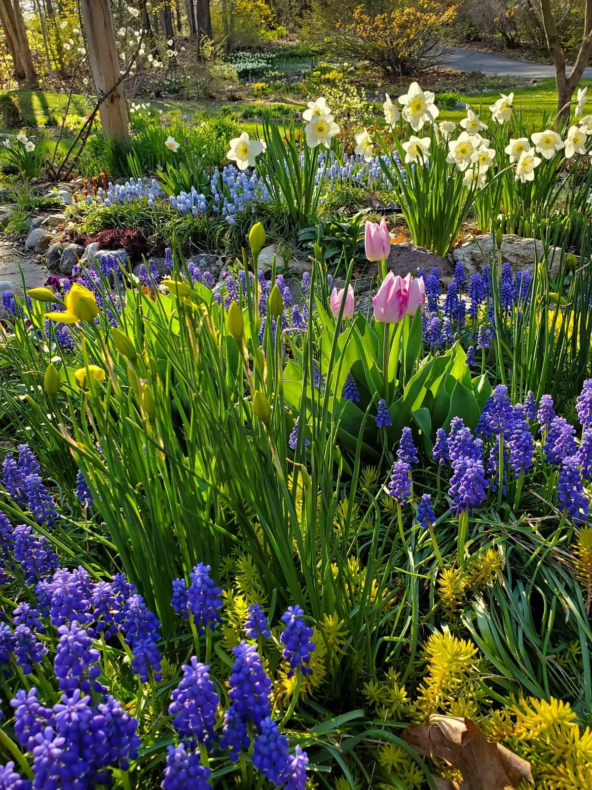 Golden hour in the garden