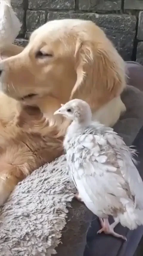 "I guess I'm 'mom' to these turkeys now"