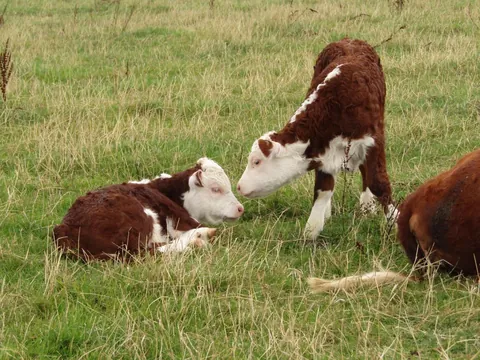 Doug and Dean are best friends, and so are their moms! They’re never far from each other.
