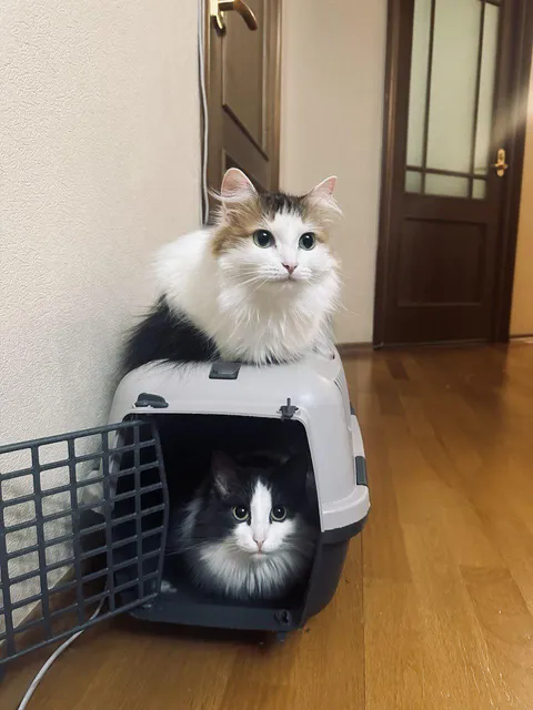 They convinced me the carrier is now a deluxe double-decker cat condo.