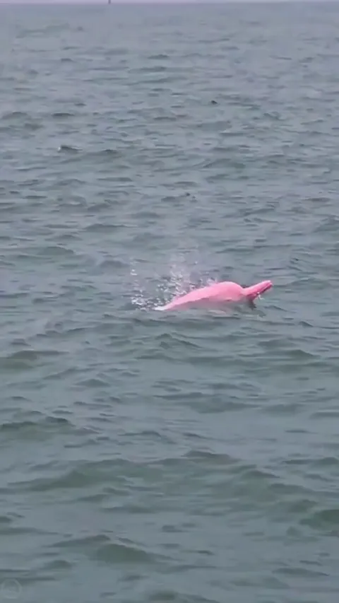 🔥 Amazon river dolphin