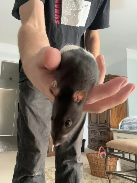 An offer you can’t refuse