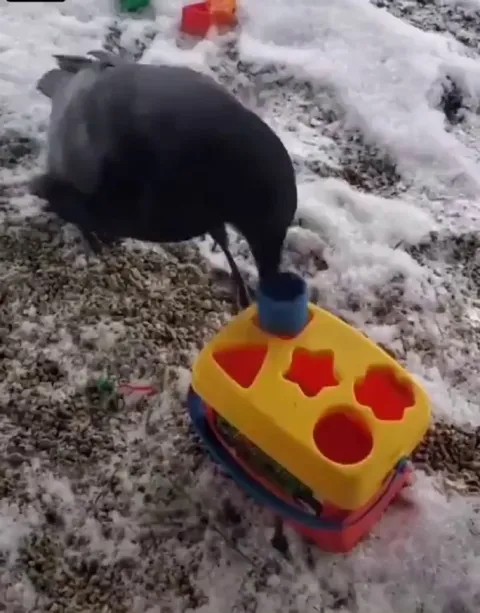 We are sure that we are the most evolved living species on this planet?