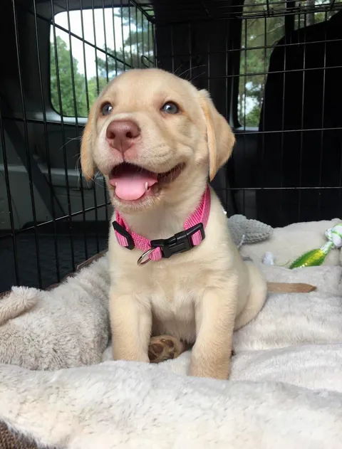 Everyone, meet Butter Bean.