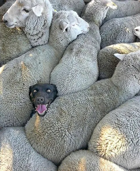 I've never seen a human who enjoys their job as much as this sheep herding dog