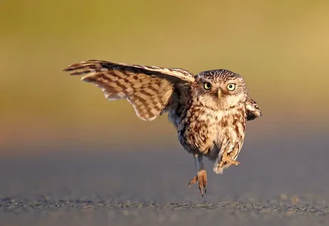 🔥The winners and finalists of the Wildlife Comedy Photography Awards (2016)