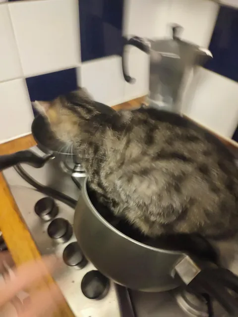 Give me the funniest/memeiest picture of your Cat that you have