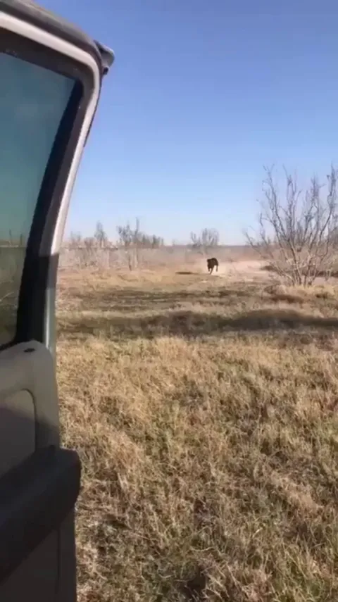 Difference between a husky and other dogs in a nutshell