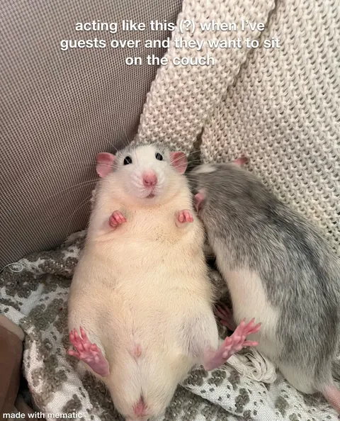Crimes my rats committed this week