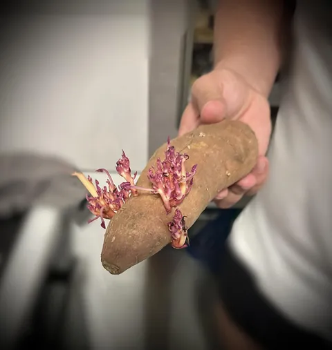 A potato that looks like an axolotl.