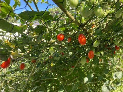 I accidentally created a monster