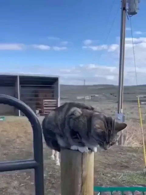 a horse giving a piggyback ride to a kitty!! :3