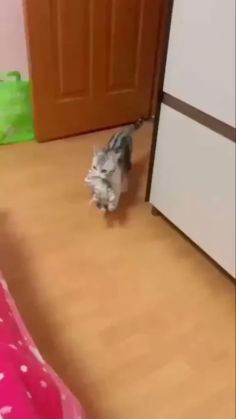 Cat mom introduces her kittens to her human mom