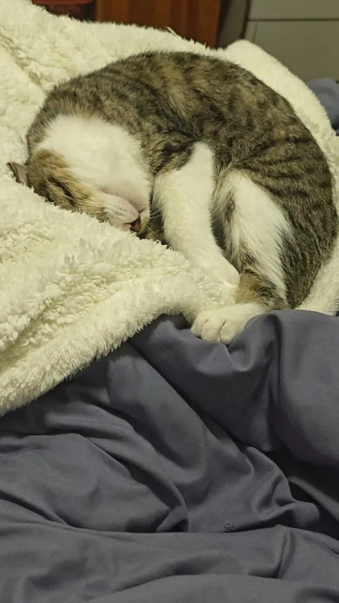 Send me pictures of your cat sleep