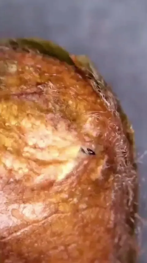 Luna moth emerges from cocoon and inflates her wings