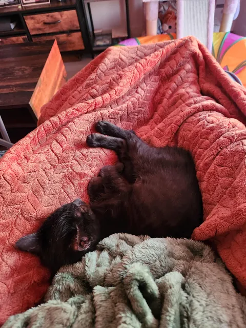 Anyone else have a cuddle bug?