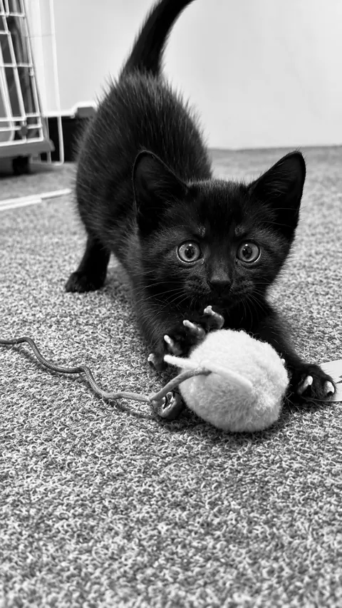 He went from “Who are you?” to “This mouse is mine now” 🖤