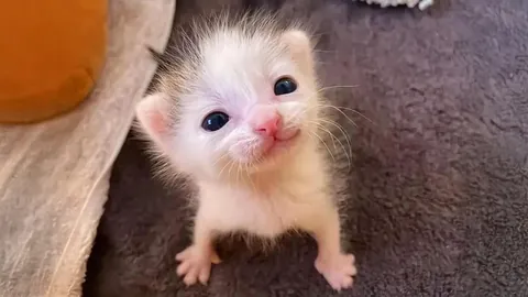 The Cutest Smile Ever 😺