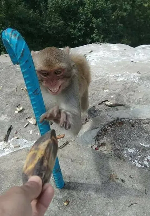 PsBattle: This monkey getting a banana