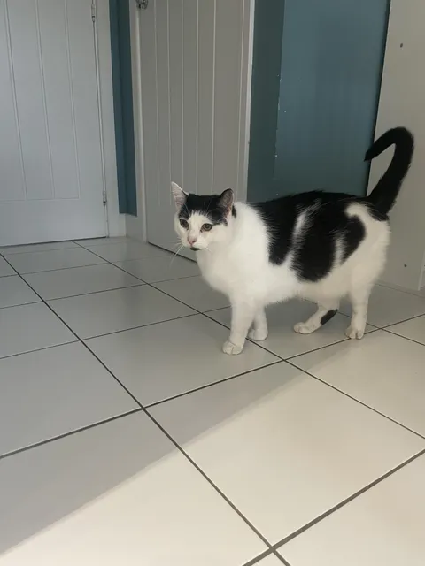 Our cat was found 18 months after going missing!