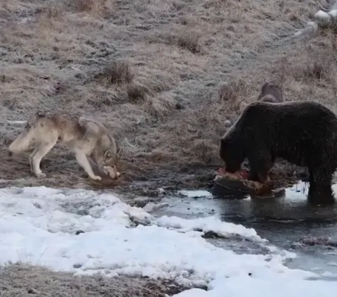 Wolf begs for food from bear