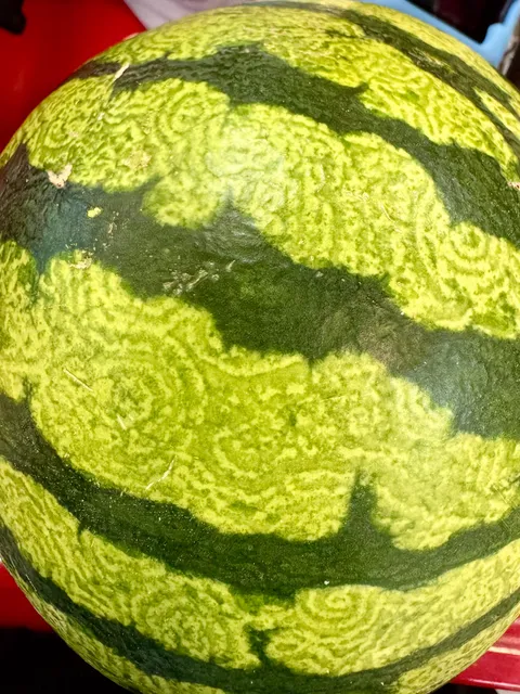 Van Gogh Watermelon