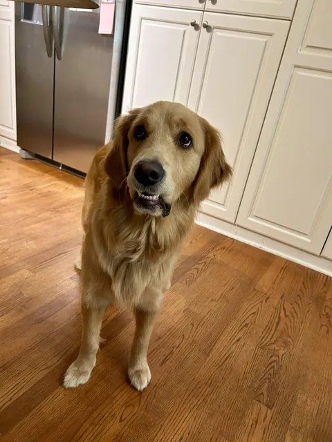 How can I say no to this face