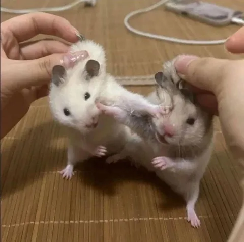 What happened to them? Wrong answer only*