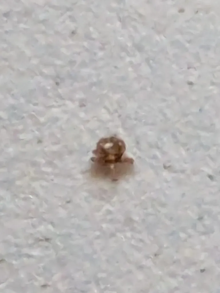 The smallest tick I have ever seen - was on my 3 year old's hand. A spoon for reference.