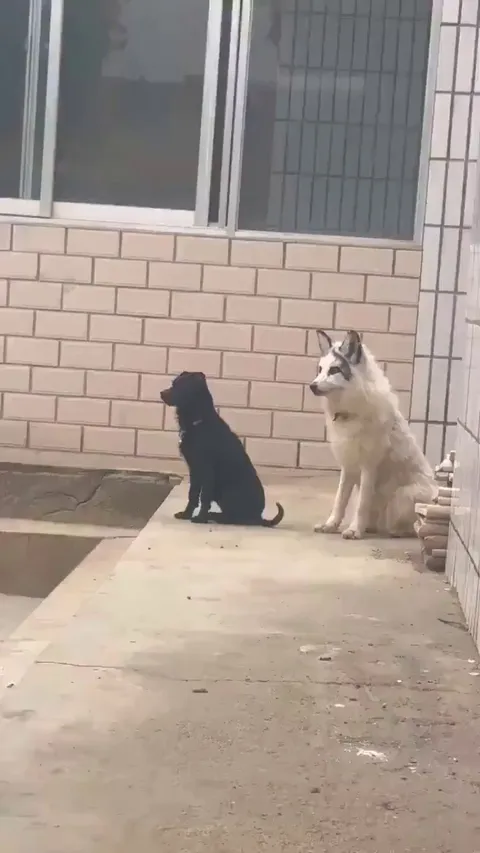 Fox grown up with a dog tried to bark