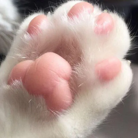 cute little pink paws